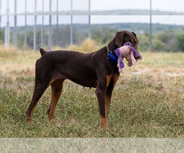 Medium Photo #4 Doberman Pinscher Puppy For Sale in Devine, TX, USA