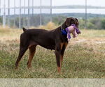 Small #3 Doberman Pinscher
