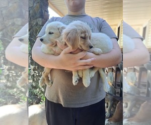 Golden Retriever Puppy for sale in HECTOR, AR, USA