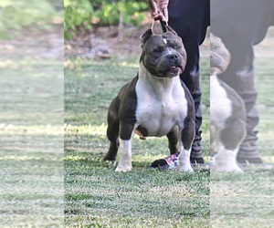 Father of the American Bully puppies born on 07/01/2022