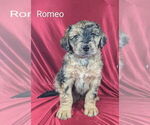 Puppy Romeo Bernedoodle