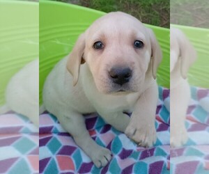 Medium Labrador Retriever