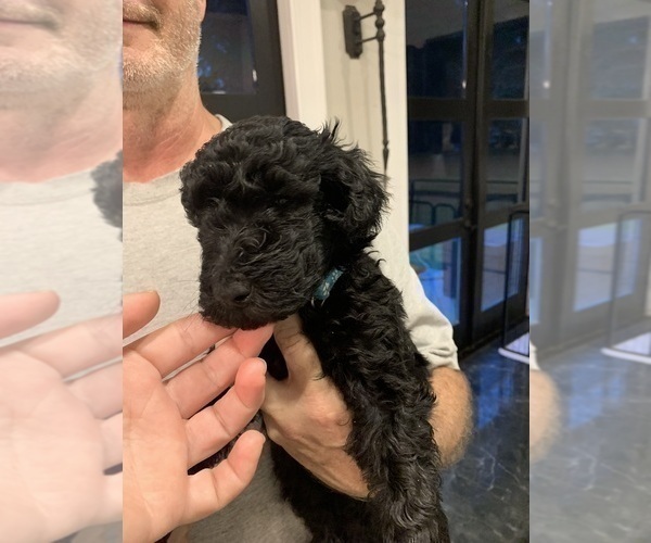 Medium Photo #2 Poodle (Standard) Puppy For Sale in PLANT CITY, FL, USA