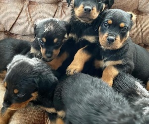 Rottweiler Puppy for sale in PROVIDENCE, RI, USA