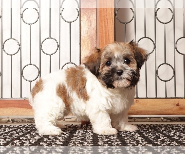 Medium Photo #7 Havanese Puppy For Sale in NAPLES, FL, USA