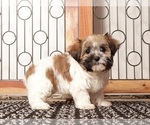 Small Photo #7 Havanese Puppy For Sale in NAPLES, FL, USA