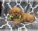 Small Photo #16 Cavapoo Puppy For Sale in LAKELAND, FL, USA