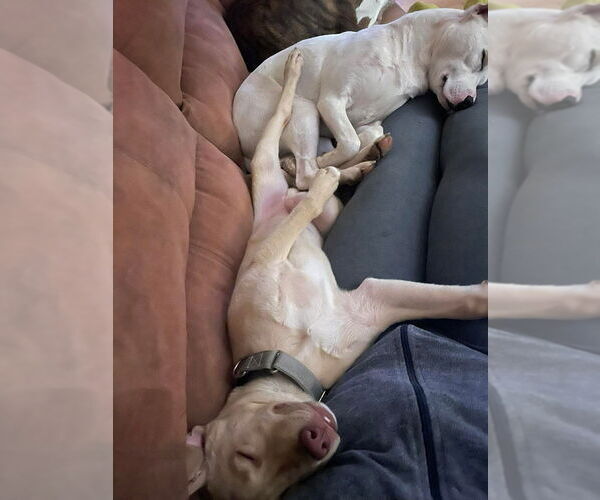 Medium Photo #7 Mutt Puppy For Sale in Wenonah, NJ, USA