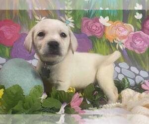 Labrador Retriever Puppy for sale in LOS ANGELES, CA, USA