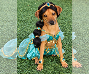 Pilar - Female Mutt Dog for Adoption