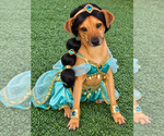 Pilar - Female Mutt Dog for Adoption - Small photo