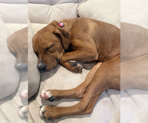 Medium Photo #3 Mutt Puppy For Sale in Evansville, IN, USA