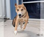 Small Retriever  Mix