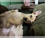 Small #11 Chiweenie