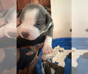 American Bully Puppy for sale in MANHATTAN, IL, USA