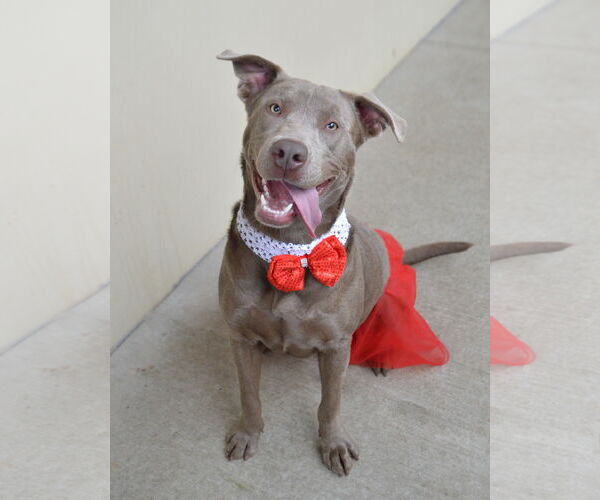 Medium Photo #1 Mutt Puppy For Sale in McKinney, TX, USA