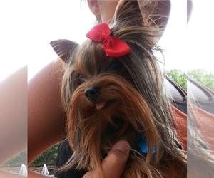 Father of the Yorkshire Terrier puppies born on 03/11/2026