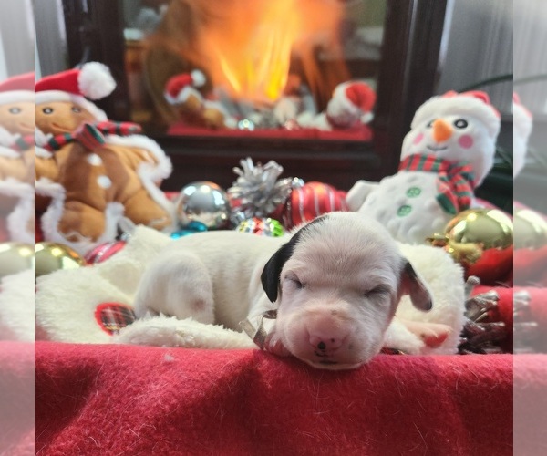 Medium Photo #10 Dalmatian Puppy For Sale in VASSALBORO, ME, USA