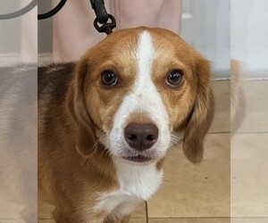 Beagle Dogs for adoption in Oakland Park, FL, USA