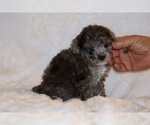 Small #15 Poodle (Toy)