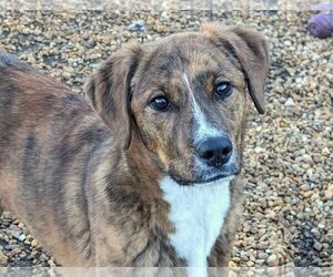 Feist Terrier-Labrador Retriever Mix Dogs for adoption in Anniston, AL, USA
