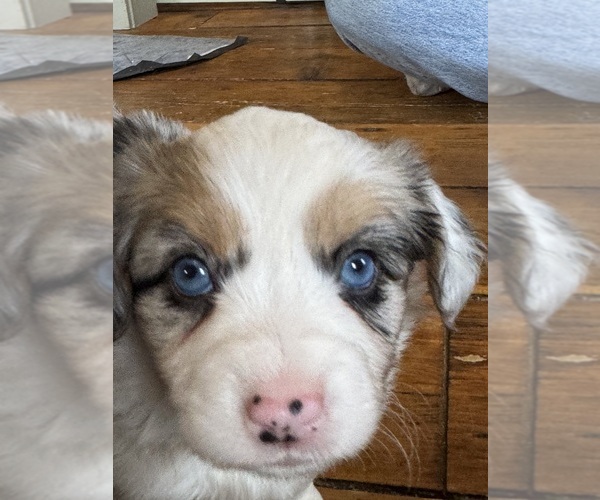 Medium Photo #3 Aussie-Corgi Puppy For Sale in ESPERANCE, NY, USA