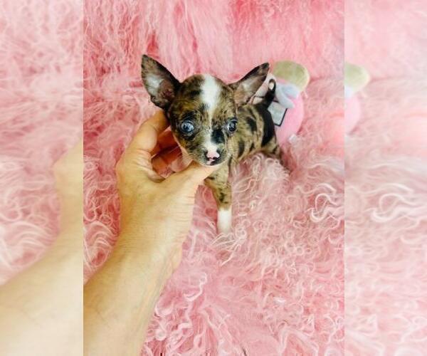Medium Photo #13 Chihuahua Puppy For Sale in NEW YORK, NY, USA