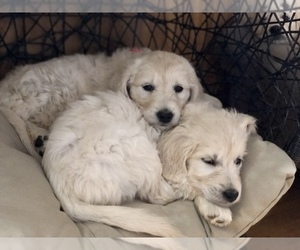 Goldendoodle Puppy for Sale in SOUTHBURY, Connecticut USA