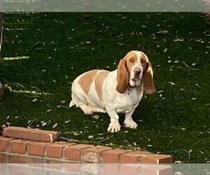 Basset Hound Dogs for adoption in Petaluma, CA, USA
