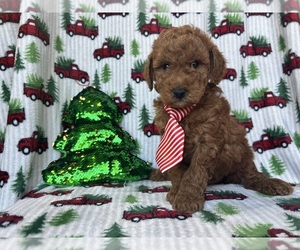 Goldendoodle (Miniature) Puppy for sale in LAKELAND, FL, USA