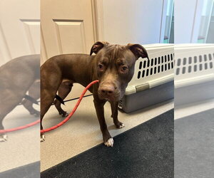 Timber - Male Mutt Dog for Adoption