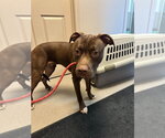 Timber - Male Mutt Dog for Adoption - Small photo