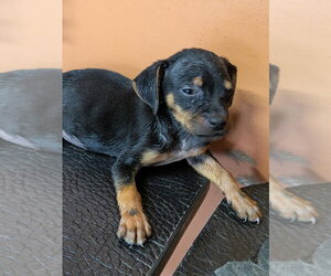 Oliver - Male Mutt Dog for Adoption - Photo #11