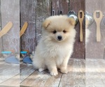 Jesse - Male Pomeranian Puppy for Sale - Photo #5
