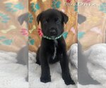 Small Photo #4 Labrador Retriever-Unknown Mix Puppy For Sale in FRAMINGHAM, MA, USA