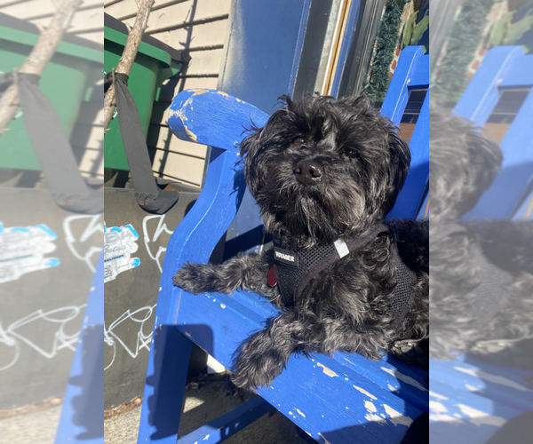 Medium Photo #9 Mutt Puppy For Sale in Brooklyn, NY, USA