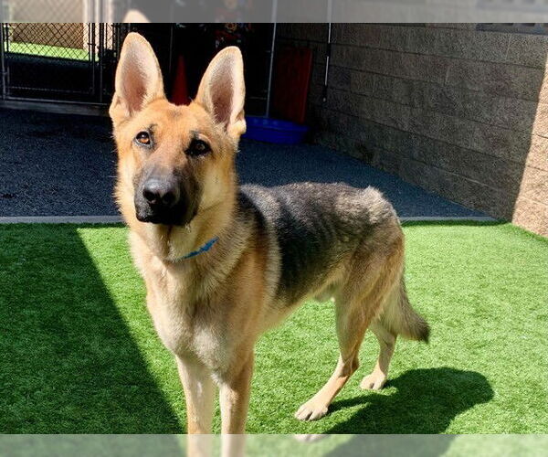 Medium Photo #2 German Shepherd Dog-Unknown Mix Puppy For Sale in Moreno Valley, CA, USA