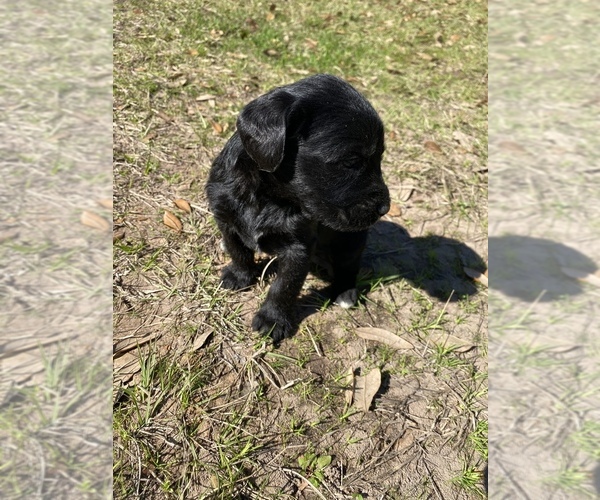 Medium Photo #6 Labradoodle Puppy For Sale in HOCKLEY, TX, USA