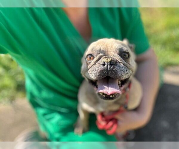 Medium Photo #7 French Bulldog Puppy For Sale in New York, NY, USA