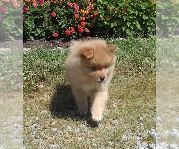 Medium Photo #4 Pomeranian Puppy For Sale in KEENES, IL, USA