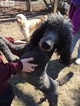 Small Photo #1 Goldendoodle Puppy For Sale in APPOMATTOX, VA, USA