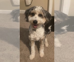 Bernedoodle-Doodle Mix Puppy for sale in CHARLOTTE, NC, USA