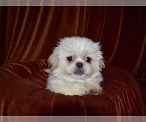 Pekingese Puppy for sale in COLUMBUS, OH, USA