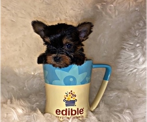 Yorkshire Terrier Puppy for sale in LOCUST GROVE, GA, USA