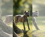 Image preview for Ad Listing. Nickname: Litter of 6