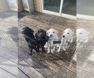 Labrador Retriever Litter for sale in EPHRATA, WA, USA
