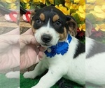 Small #3 Jack Russell Terrier