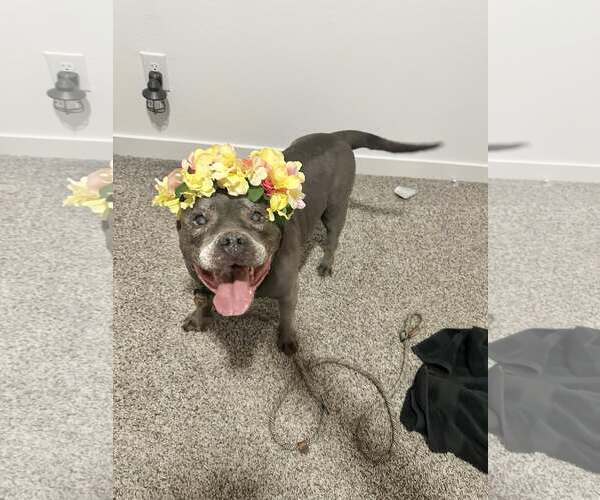 Medium Photo #4 American French Bull Terrier Puppy For Sale in Queen Creek, AZ, USA