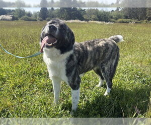 Anatolian Shepherd-Spanish Mastiff Mix Dogs for adoption in McKinleyville, CA, USA