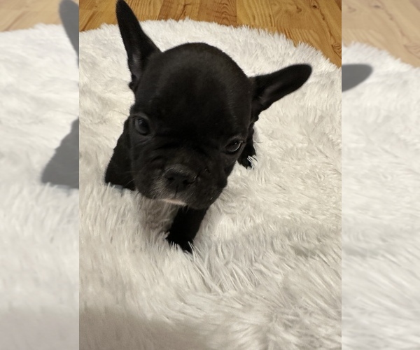 Full screen Photo #1 French Bulldog Puppy For Sale in HAYS, NC, USA